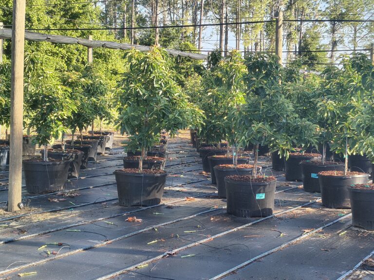 Best Fruit Trees To Grow in Central Florida