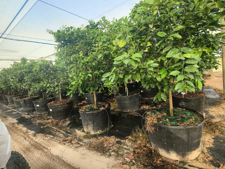 Getting Your Citrus Trees Ready for the Fall and Winter Months