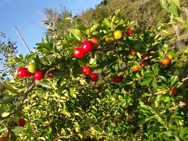 The Sweet Rewards of Growing Fruit Trees in Central Florida