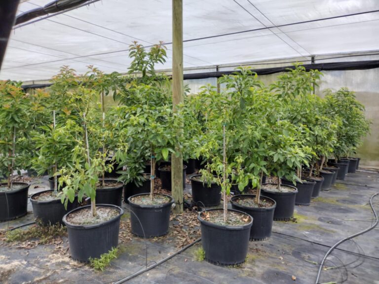 How Much Water Young Fruit Trees Really Need During the Rainy Season