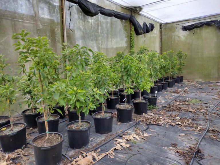 The Best Time of Year to Plant Fruit Trees in Florida and Why It Matters