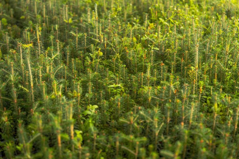Everything You Need to Know About Growing Passion Fruit Vines on a Backyard Trellis
